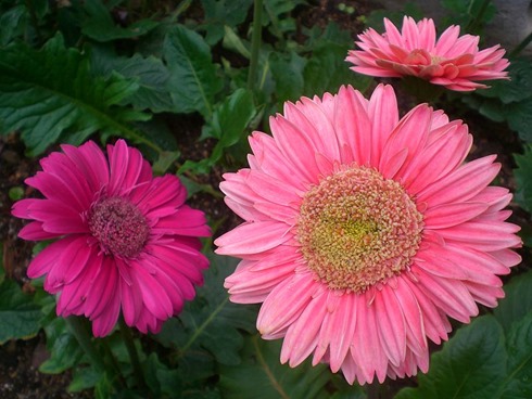800px-HK_Sheung_Wan_Hollywood_Road_Park_Flowers_in_Purple