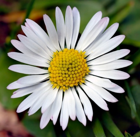 Bellis_perennis_white_(aka)_scaled