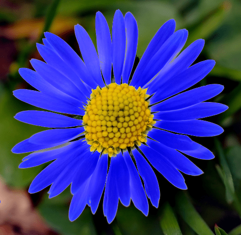 Daisy_medium_blue