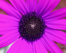 Sunflower ShiftRight