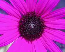 Sunflower SwapBlueAndGreen