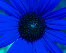 Sunflower SwapBlueAndGreenFixRed0
