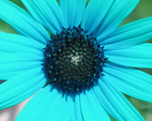 Sunflower SwapBlueAndRed