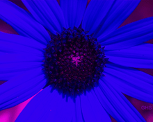 Sunflower SwapBlueAndRedFixGreen0