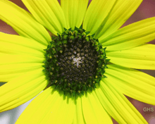 Sunflower SwapRedAndGreen