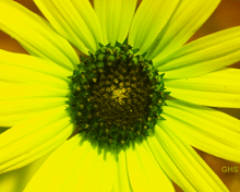 Sunflower SwapRedAndGreenFixBlue0