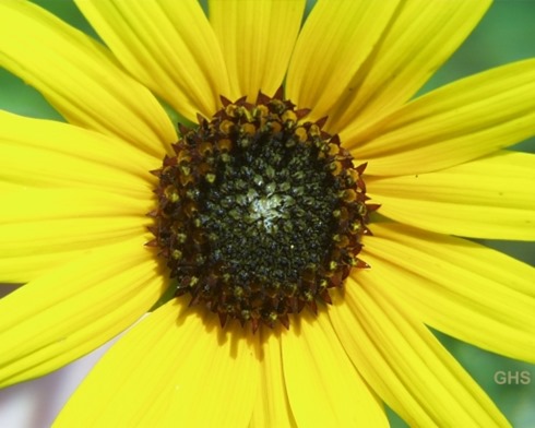 Sunflower USFWS