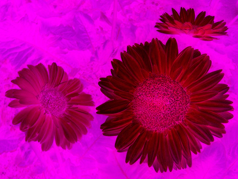 SwapBlueAndRed_inverted