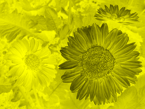 SwapRedAndGreen_inverted