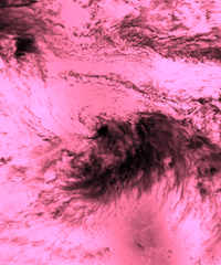 TropicalStorm_LightPinkBlend