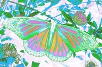 Butterfly10