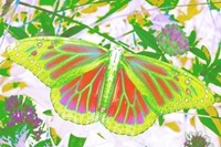 Butterfly1