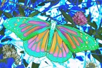 Butterfly2