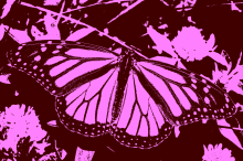 Butterfly2