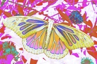 Butterfly3