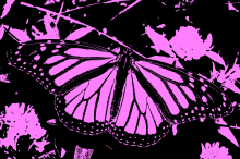 Butterfly3