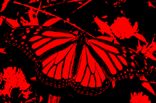 Butterfly5