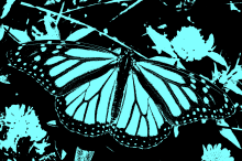 Butterfly6