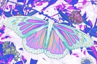 Butterfly7