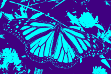 Butterfly7