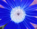 Sunflower-Blue
