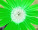 Sunflower-Green