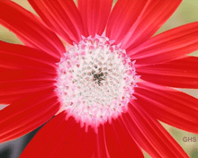 Sunflower-Invert-All-ShiftLeft