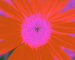 Sunflower-Invert-All-SwapBlueRedFixGreen75