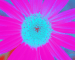 Sunflower-Invert-Blue-Green