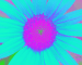 Sunflower-Invert-Blue-Red
