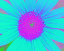 Sunflower-Invert-Blue-Red