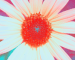 Sunflower-Invert-Blue-ShiftLeft