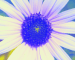 Sunflower-Invert-Blue