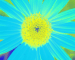 Sunflower-Invert-BlueGreen-ShiftRight