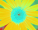 Sunflower-Invert-BlueGreen-SwapBlueGreen