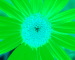 Sunflower-Invert-BlueGreen-SwapBlueGreenFixRed0