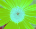 Sunflower-Invert-BlueGreen-SwapBlueGreenFixRed125