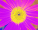 Sunflower-Invert-BlueGreen-SwapBlueRed