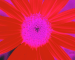 Sunflower-Invert-BlueRed-SwapBlueRedFixGreen35