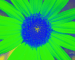 Sunflower-Invert-Green-ShiftLeft