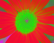 Sunflower-Invert-Green