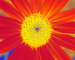 Sunflower-Invert-Red-Green
