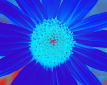 Sunflower-Invert-RedGreen-SwapBlueRed