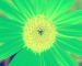 Sunflower-Invert-RedGreen-SwapRedGreenFixBlue110