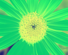 Sunflower-Invert-RedGreen-SwapRedGreenFixBlue110