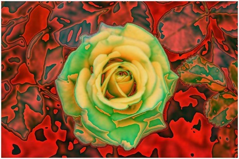 Colour Average Red Size 11