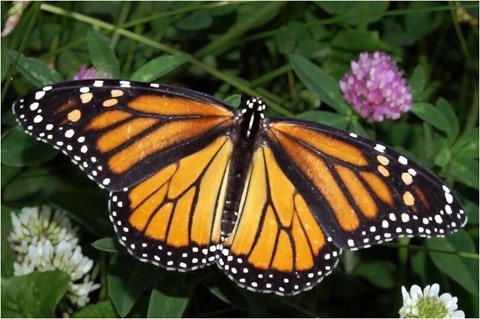 Image Dilation 3x3 Red, Green, Blue