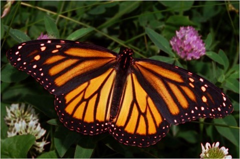 Image Erosion 3x3 Green, Blue