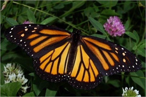 Image Erosion 3x3 Red, Green, Blue