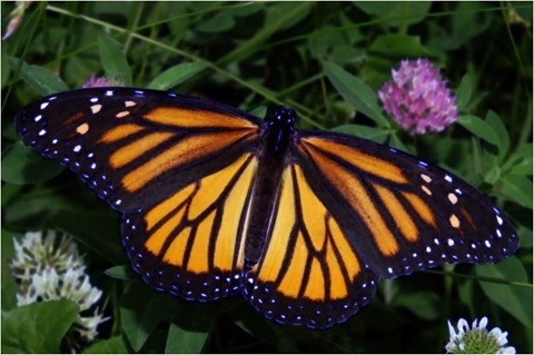 Image Erosion 3x3 Red, Green